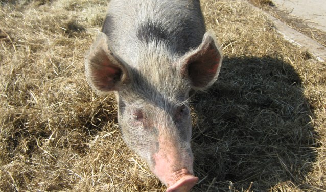 Kinderen kunnen onder andere de varkens voeren tijdens de boerensafari.