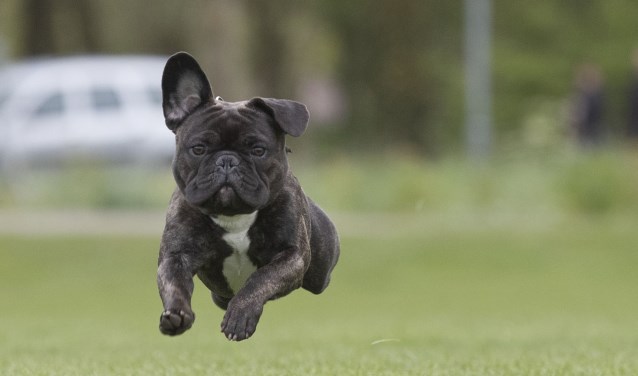 Leer meer over je hond tijdens de Dag van de Hond in Schagen.