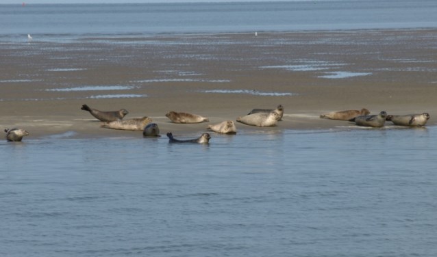 Zeehonden.