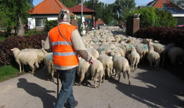 Schaapsherder brengt kudde schapen naar het Darwinpark.