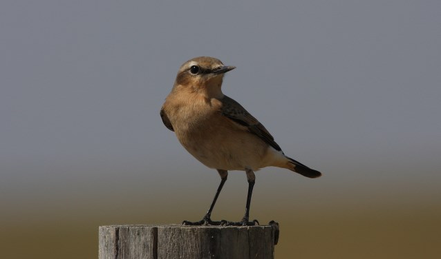 Veel te doen tijdens de Nationale Vogelweek in Castricum, Heemskerk en Beverwijk.