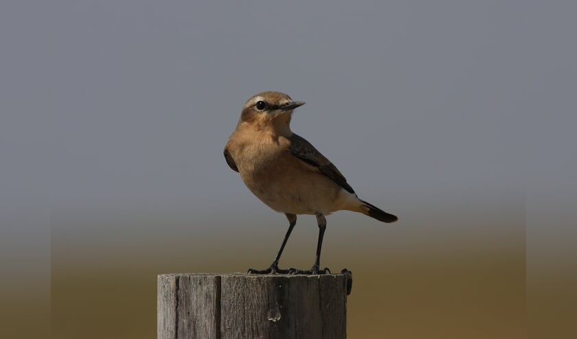 Veel te doen tijdens de Nationale Vogelweek in Castricum, Heemskerk en Beverwijk.