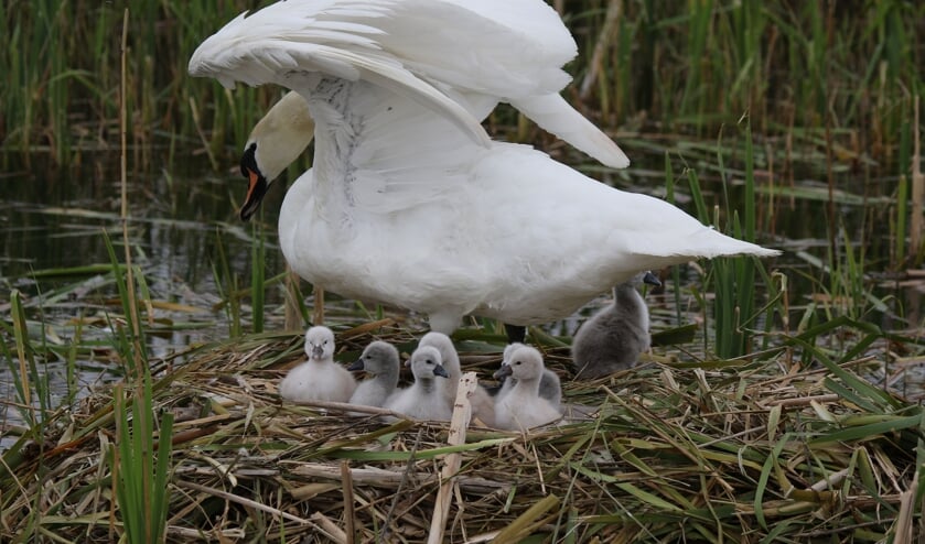 Wat een vertederend beeld.