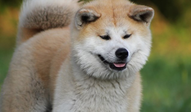 Akita puppy.