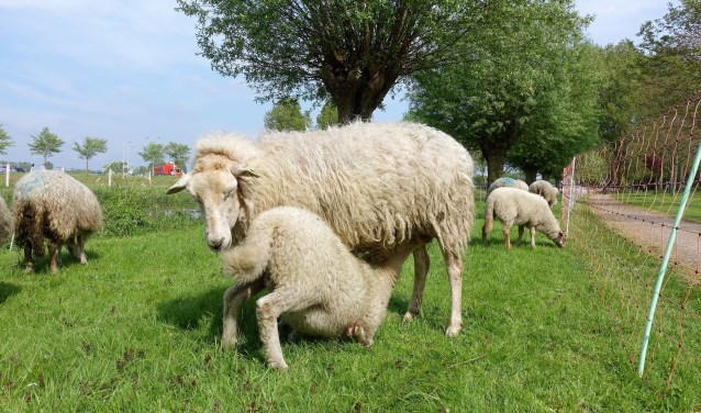 Op 23 mei is er weer een schapenkudde in Castricum.