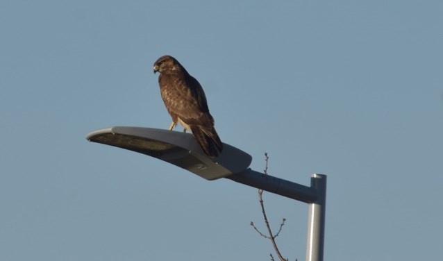 Door heel vroeg te vertrekken, zijn volop vogels te horen en te zien.