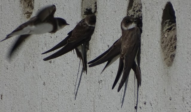 In de meer dan honderd uitgeholde nestgaten broedt al twee zomers een kolonie oeverzwaluwen.