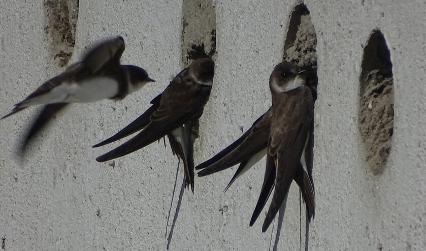 In de meer dan honderd uitgeholde nestgaten broedt al twee zomers een kolonie oeverzwaluwen.