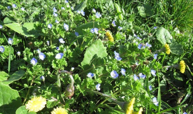 Leer van alles over planten en bomen.