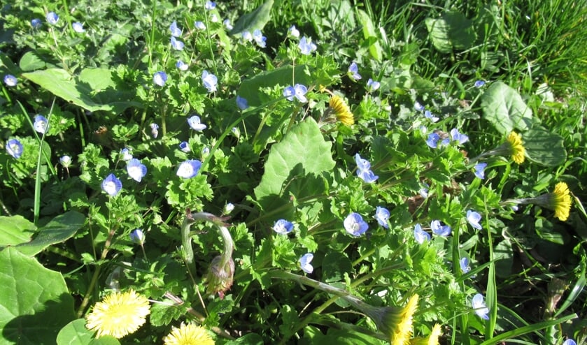 Leer van alles over planten en bomen.