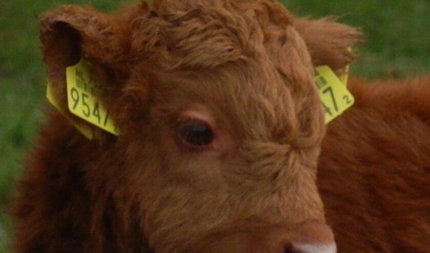 Bezoek ook de Schotse Hooglanders in het Twiske.