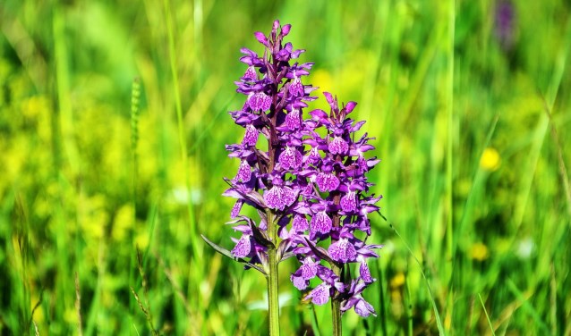 Aan de hand van het plantenleven en de bloeiplaatsen van orchideeën en andere bijzondere planten in het park vertelt de deskundige alles over het ecologische beheer.