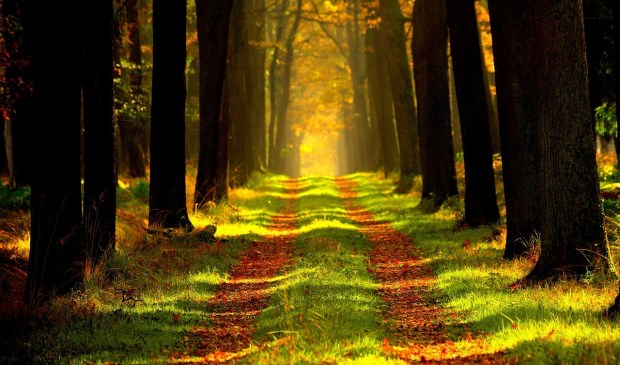 Wandelen door de natuur.