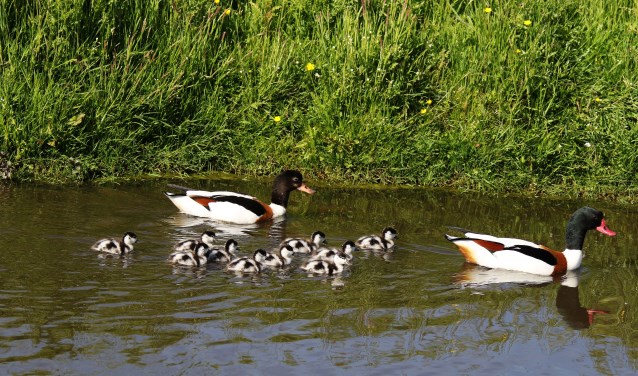 De bergeenden waken goed over hun kroost.