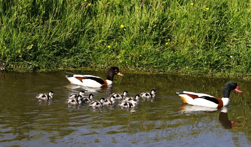 De bergeenden waken goed over hun kroost.
