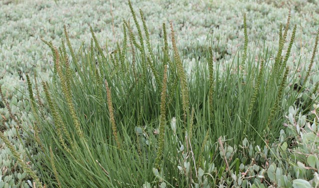 Werelderfgoed Waddenzee staat ook bekend om zijn planten.