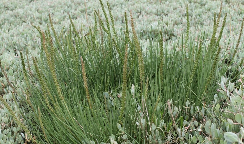 Werelderfgoed Waddenzee staat ook bekend om zijn planten.