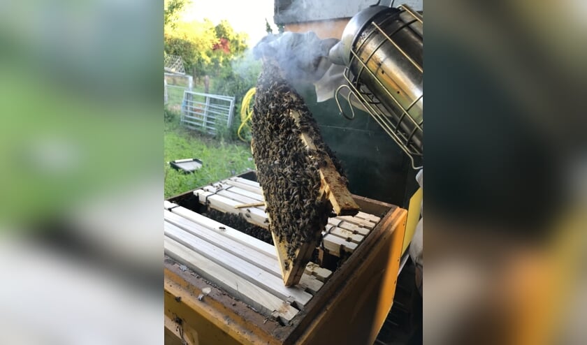 In het weekend van 13 en 14 juli vertellen imkers alles over hun werk.