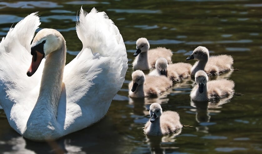 Een jonge zwanenfamilie. De pulletjes worden op dit moment vaak gestolen.