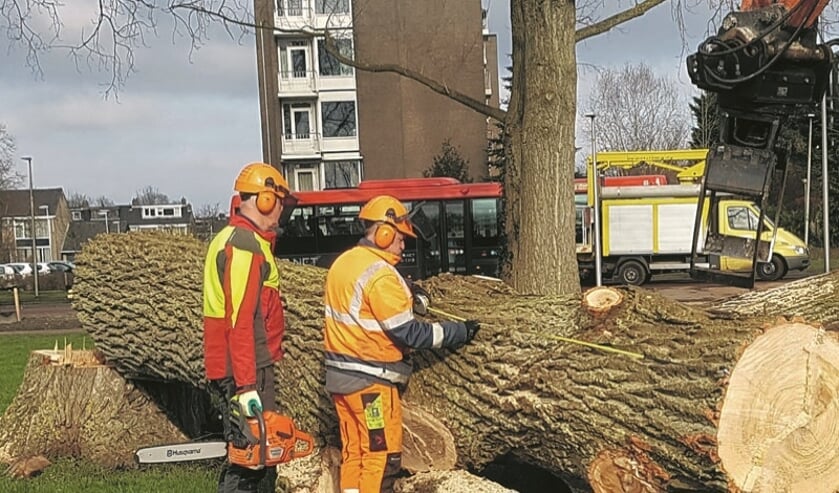 De bomen zijn besmet met de Iepenziekte en moeten daarom worden gekapt.