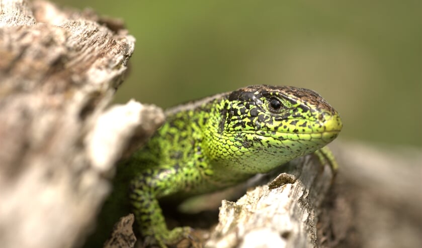De zandhagedis.