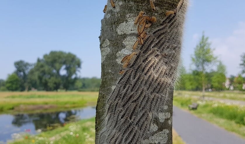 Bij het aantreffen hiervan graag de gemeente op de hoogte stellen.
