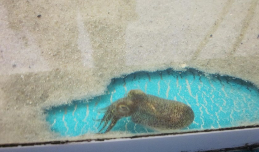 Dwerginktvis in aquarium van Natuurinfocentrum Balgzand.