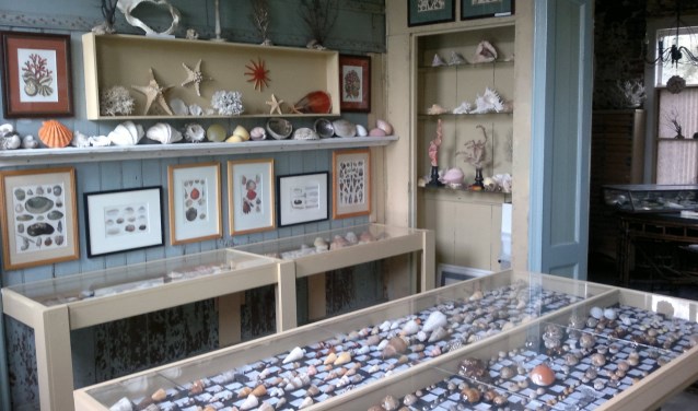  Bijzondere collecties antiquiteiten, bodemvondsten, etnografica en een compleet schelpenmuseum zijn er zien.