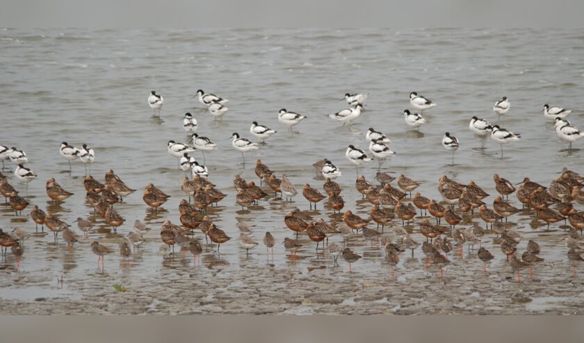 Gemengde groep trekvogels op Balgzand