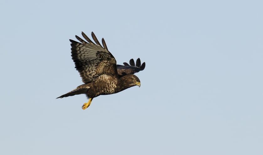 Vogels in de winter: leer ze (her)kennen.
