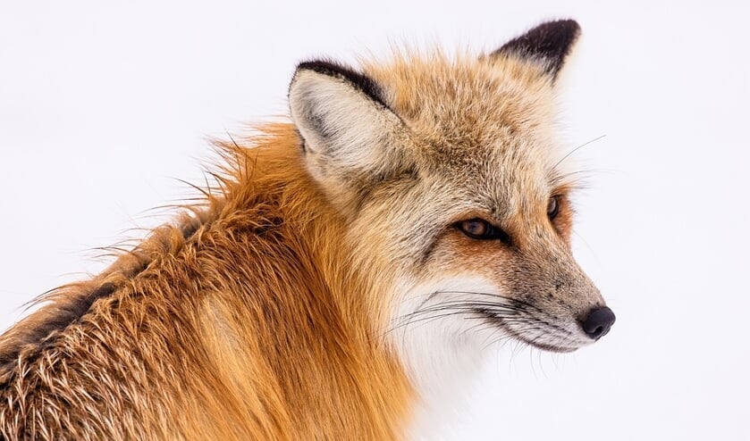 In de Schaapskooi van Bergen is een tentoonstelling over de vos te zien.