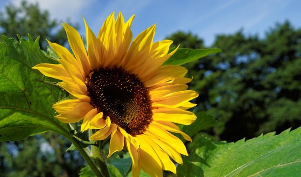 Kom deze zomer bij MAK Blokweer gezellig speuren naar zonnebloemen!