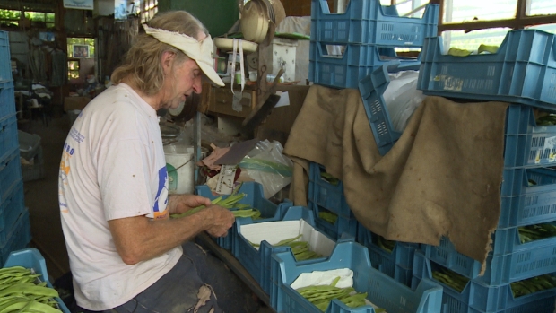 <p>Peter Zuijderwijk sorteert snijbonen.</p>