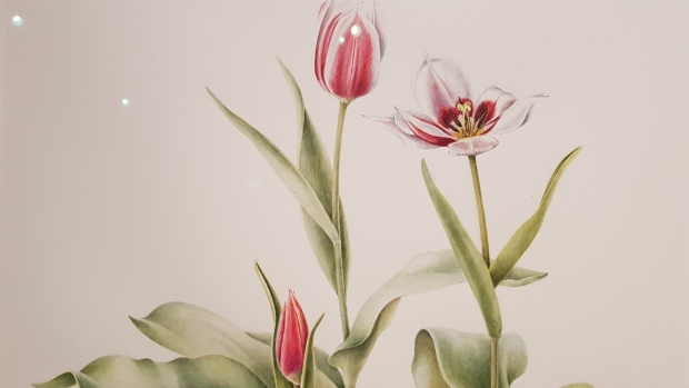 <p>Een botanische tekening of aquarel toont een plant in detail. Het is een wetenschappelijk verantwoorde nauwkeurige weergave. </p>