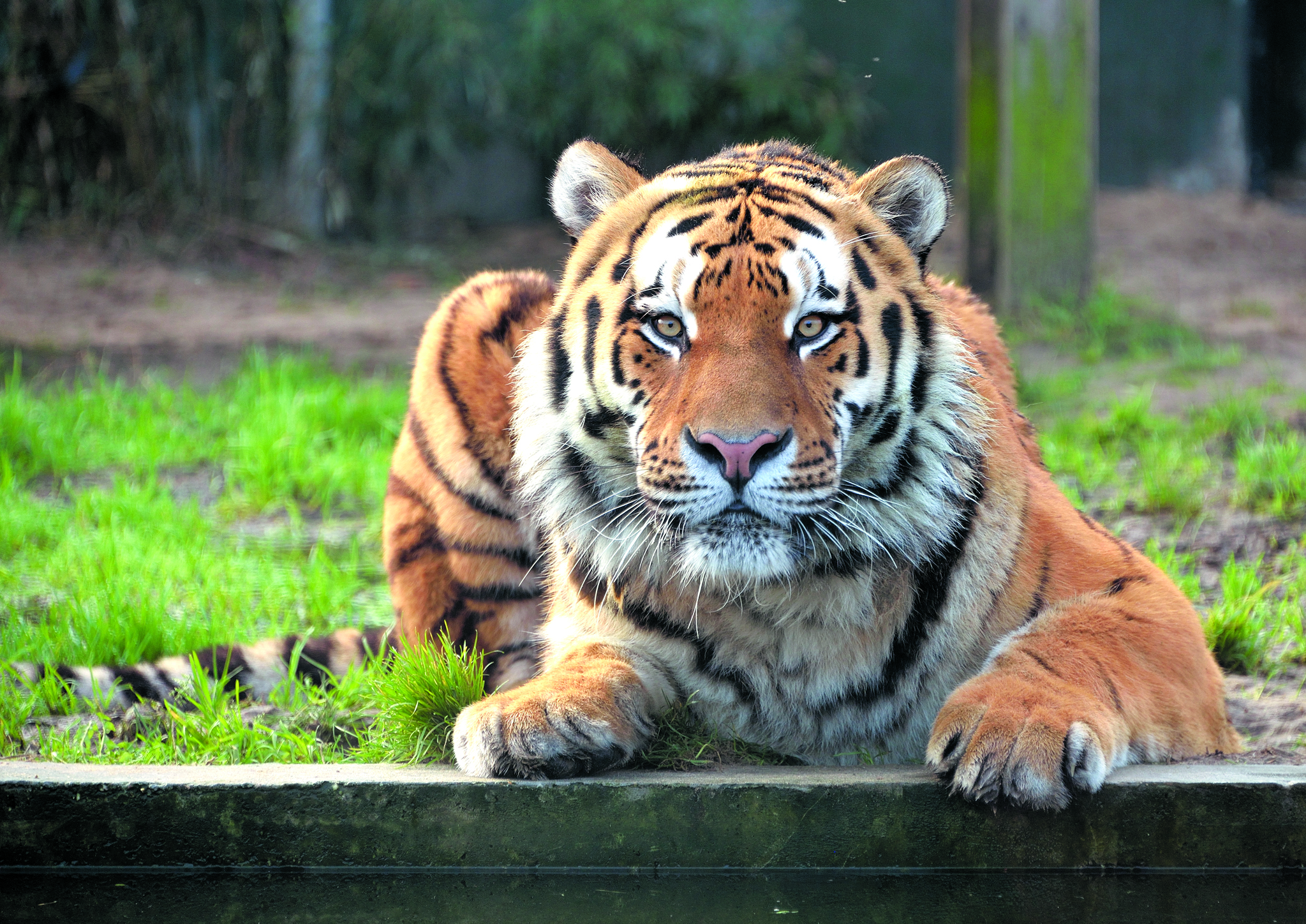 Dierenpark Hoenderdaell en vlindertuin Vlindorado maken kans op het winnen van de ZooSite Awards 2018. (Foto: aangeleverd)