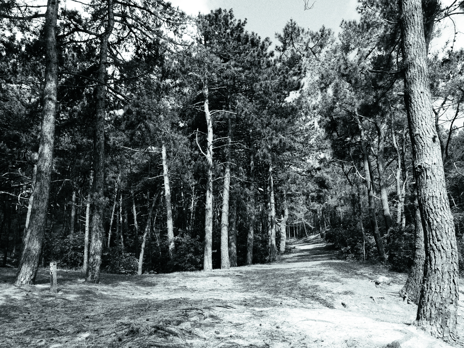 Beheerwerkzaamheden voor meer diversiteit<br /><span class="chapeau">Staatsbosbeheer pakt regulier bosbeheer Schoorlse Duinen weer op </sp