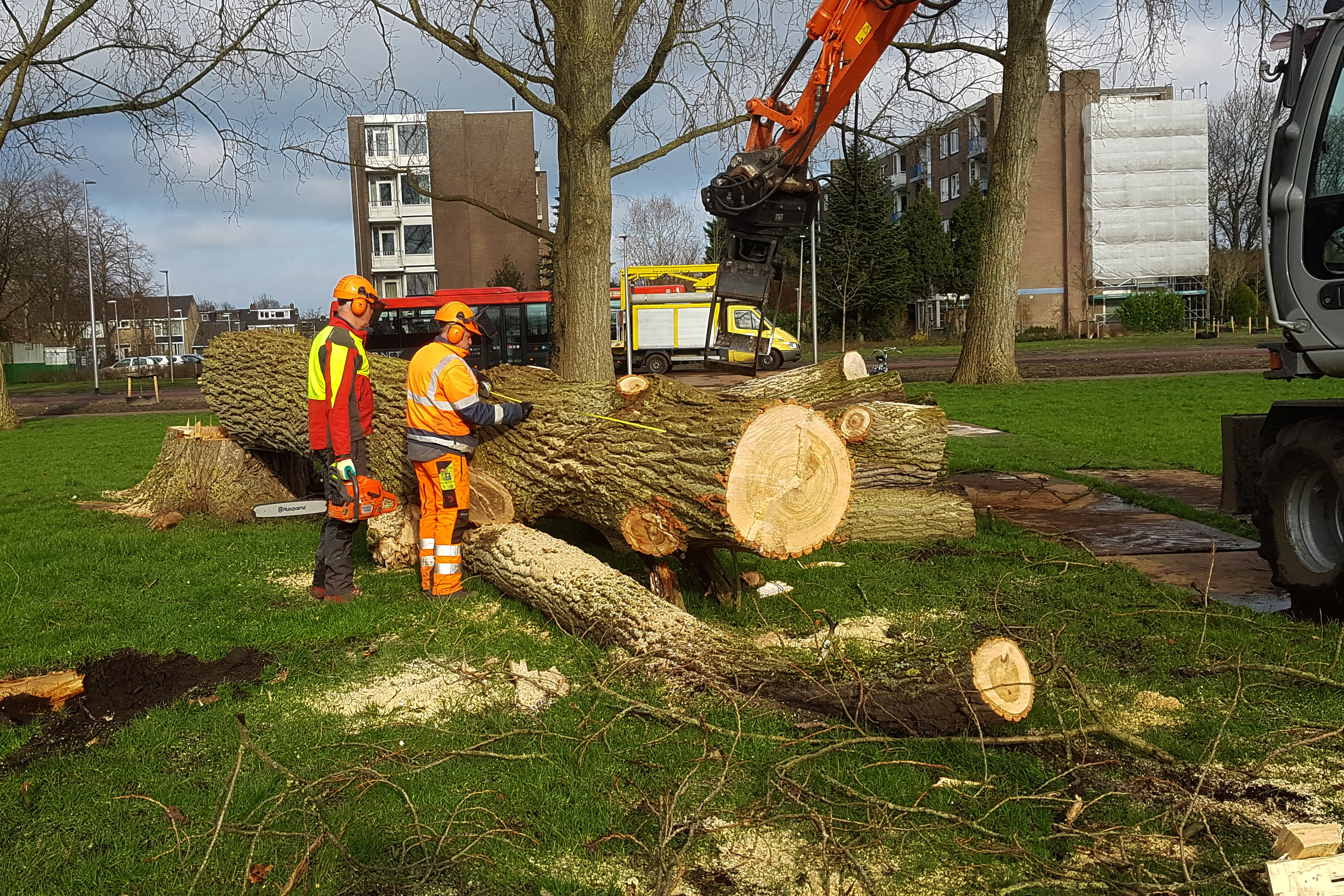 De reuzen liggen zijn geveld en liggen in grote stukken gezaagd op het gras. (Foto: aangeleverd)