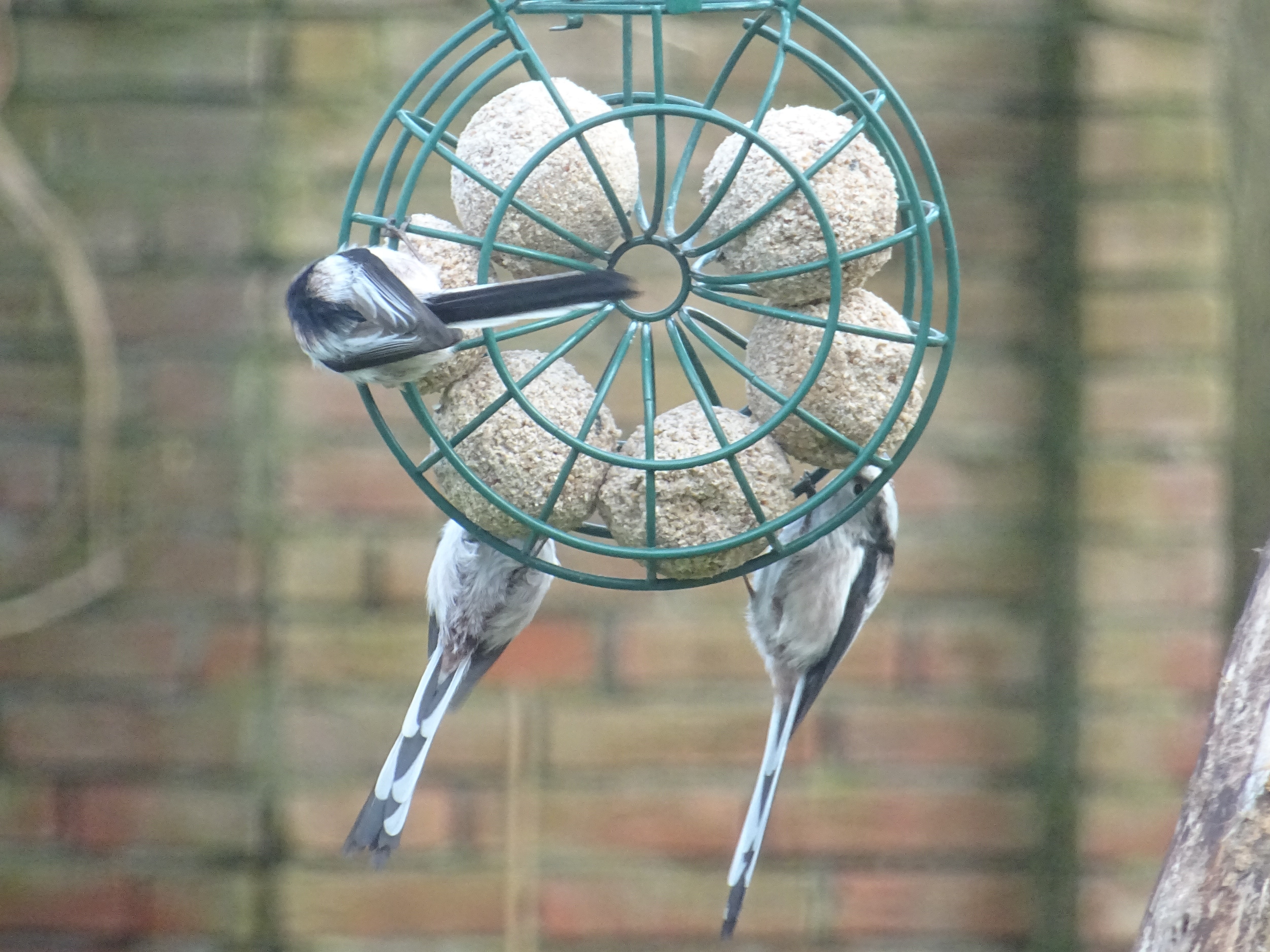 'Meer staart dan mees?' (aangeleverde foto)