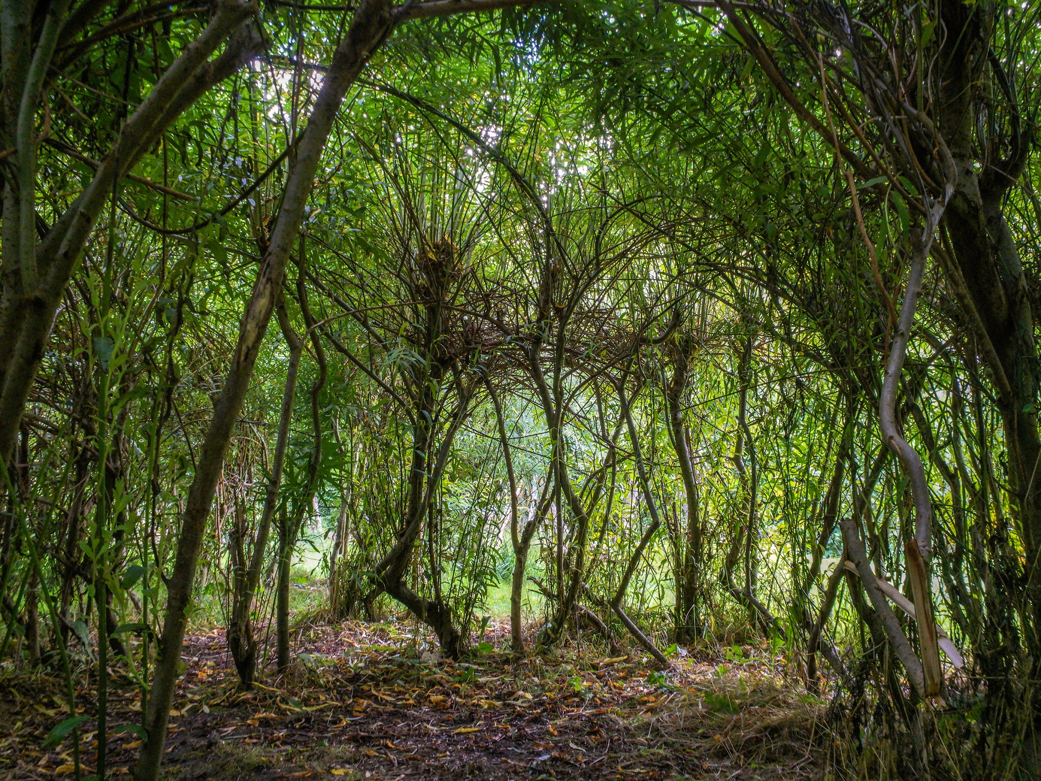 De foto's geven een breed beeld van de bomen in natuurpark Blokweer in al hun verschijningsvormen. (Foto: Mieke Brouwer)