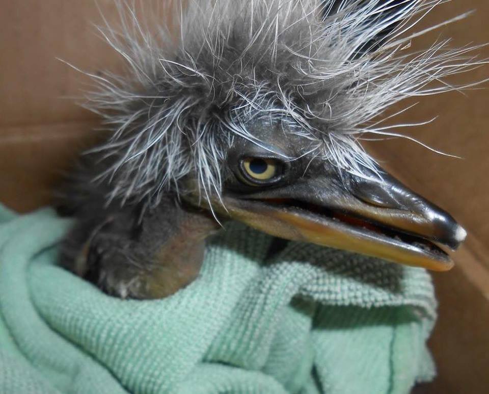 Bij Vogel- en Dierenopvang De Bonte Piet komen diverse dieren binnen, onder meer een blauwe reiger in nood. (Foto: Facebook Bonte Piet)