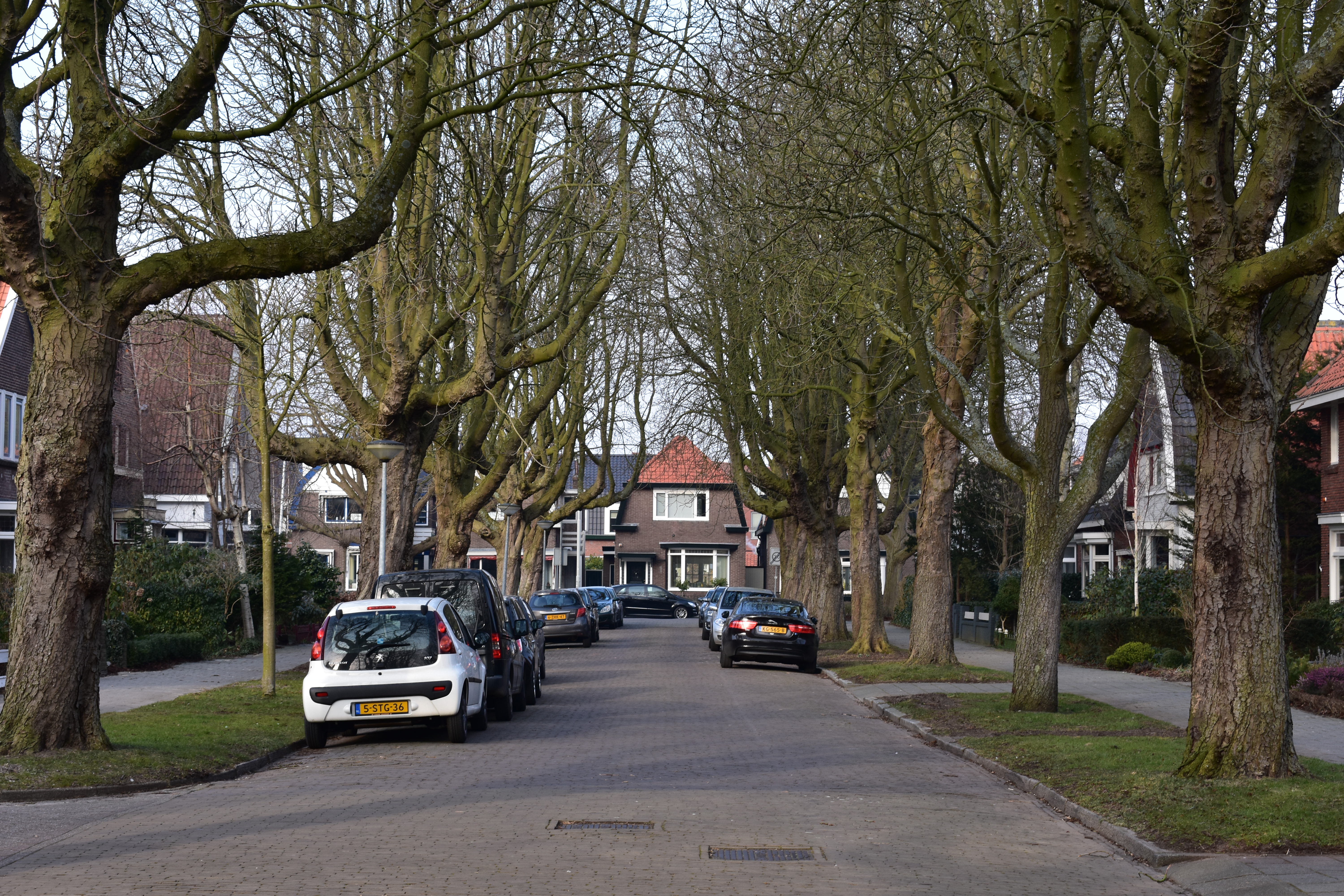 De paardenkastanjes aan de Fred Waltonstraat in Krommenie zijn schitterend, zelfs zonder blad. (Foto: Daan Ruijter/Rodi Media)