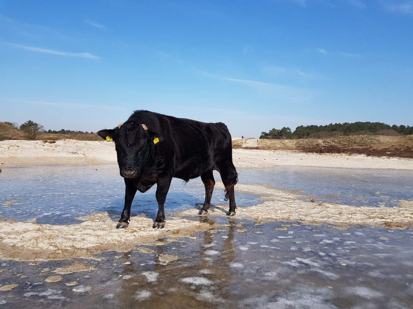 Koe op het Vogelmeer. (Foto: Daan Lautenschutz)