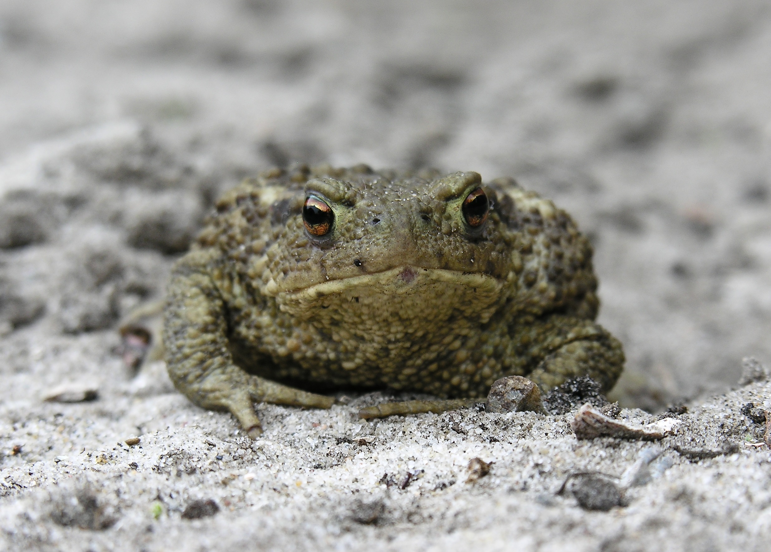 Gewone pad. (Foto: Jan Zijp)