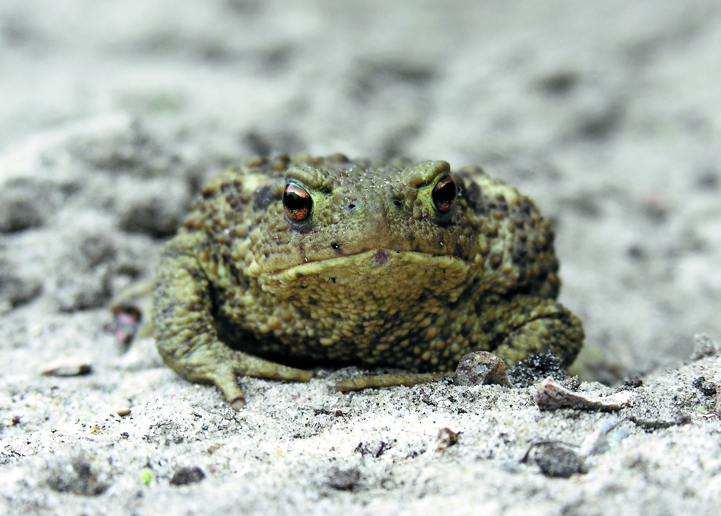 Gewone pad. (Foto: Jan Zijp)