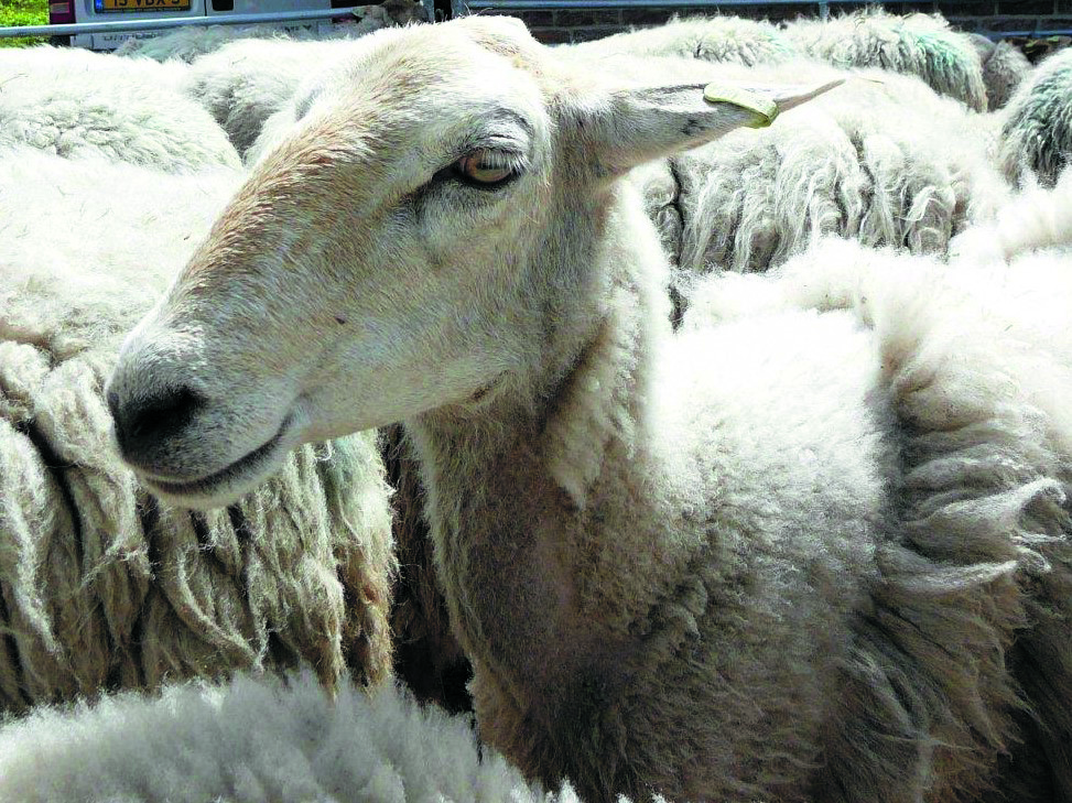 Kempische heideschapen in Schaapskooi Bergen. (Foto: aangeleverd)
