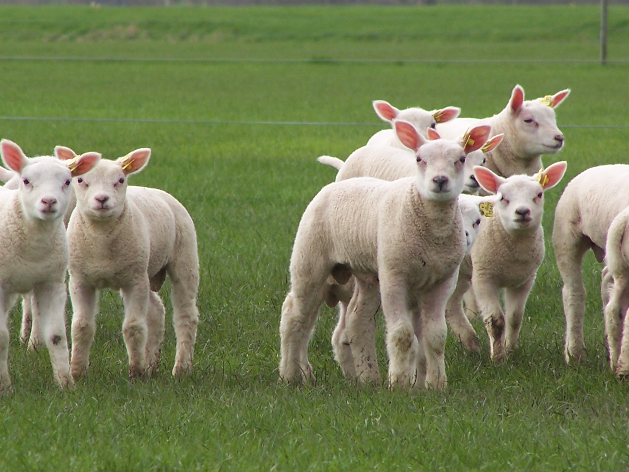 Lammetjes aaien in de Manuelhoeve! Leuk uitje voor de kinderen. (Foto: aangeleverd)