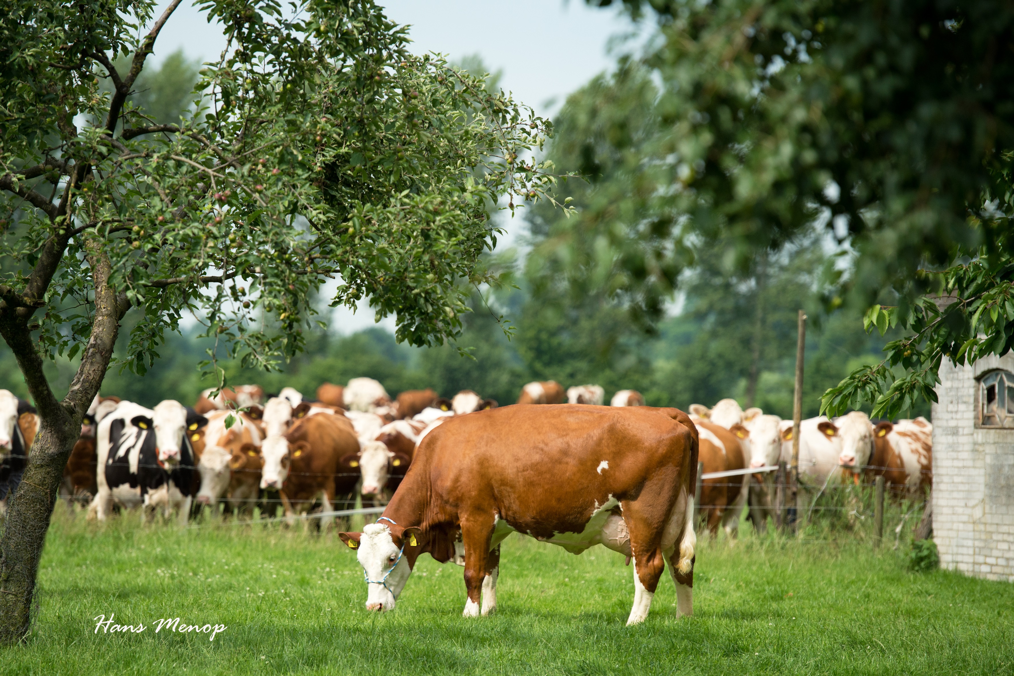 De Fleckvieh kruisingskoe met haar kenmerkende witte kop is bezig met een opmars in de Nederlandse weilanden. (Foto: Hans Menop)