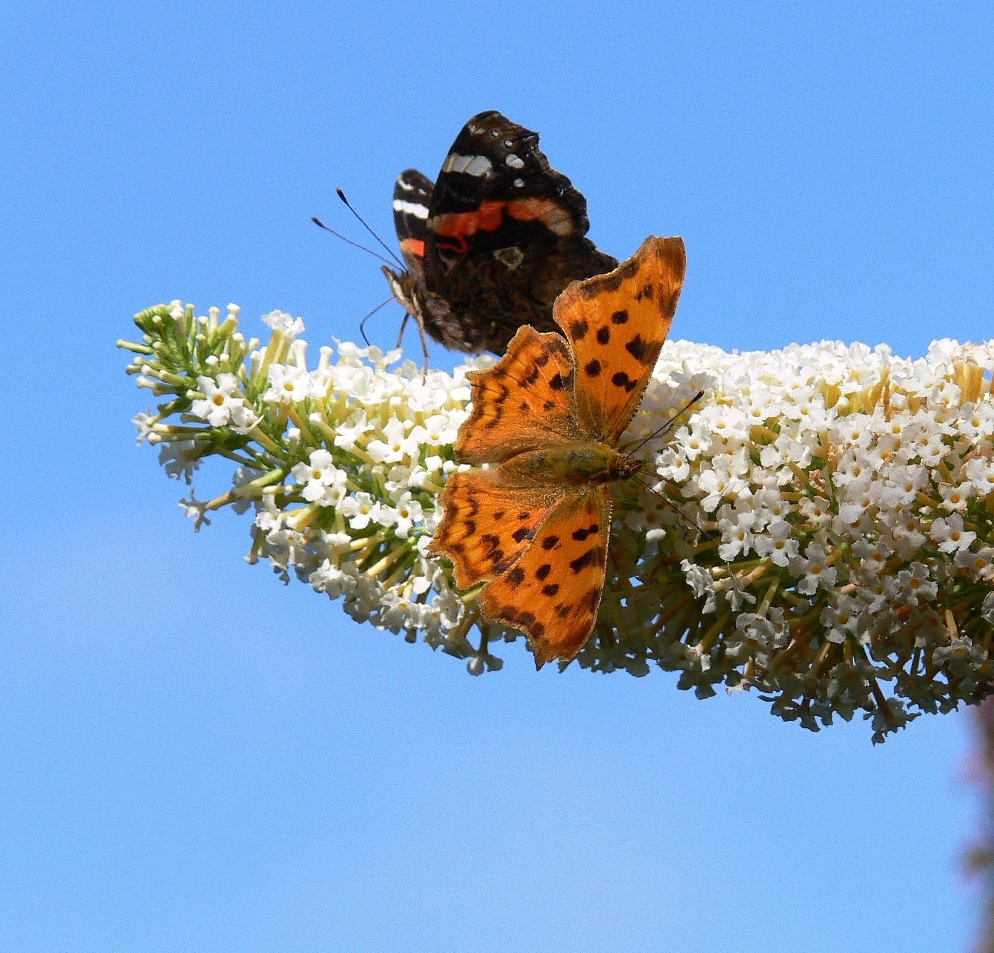 Vlinderstruik. (Foto: Toos Brink)