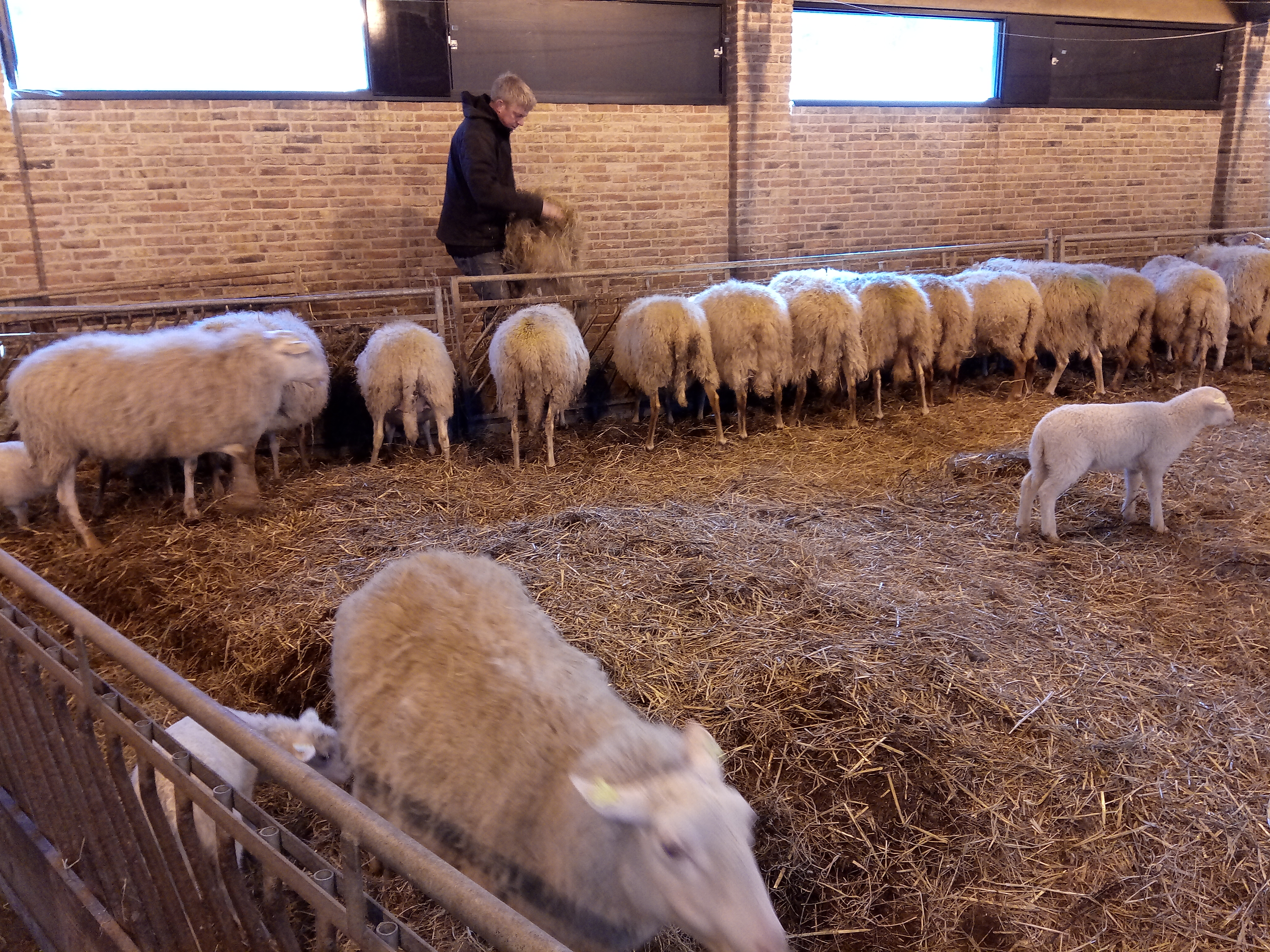 Kom kijken naar de lammetjes en hun moeder. (Foto: aangeleverd)