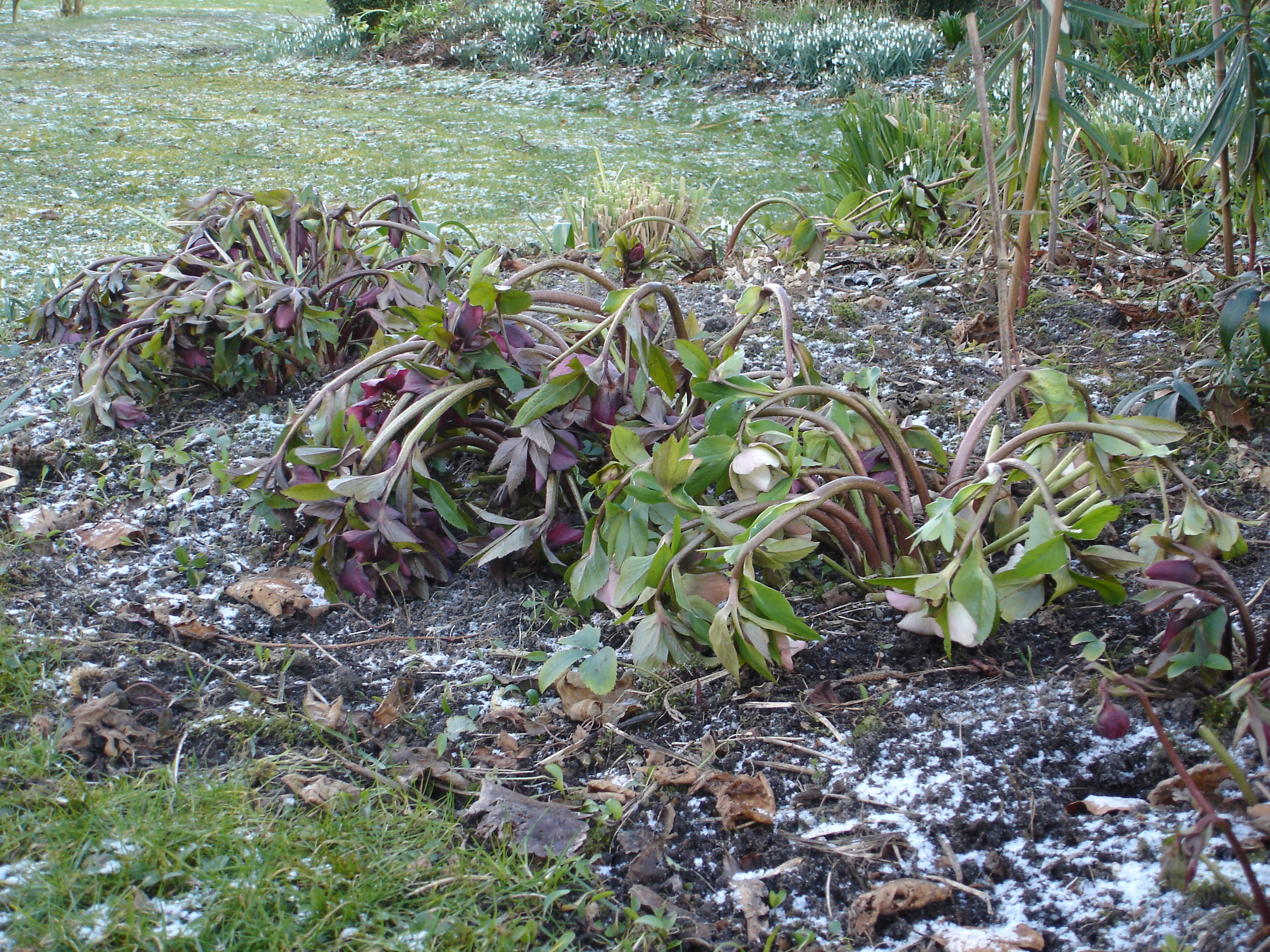 'De helleborus buigt diep voor de vorst.' (aangeleverde foto)